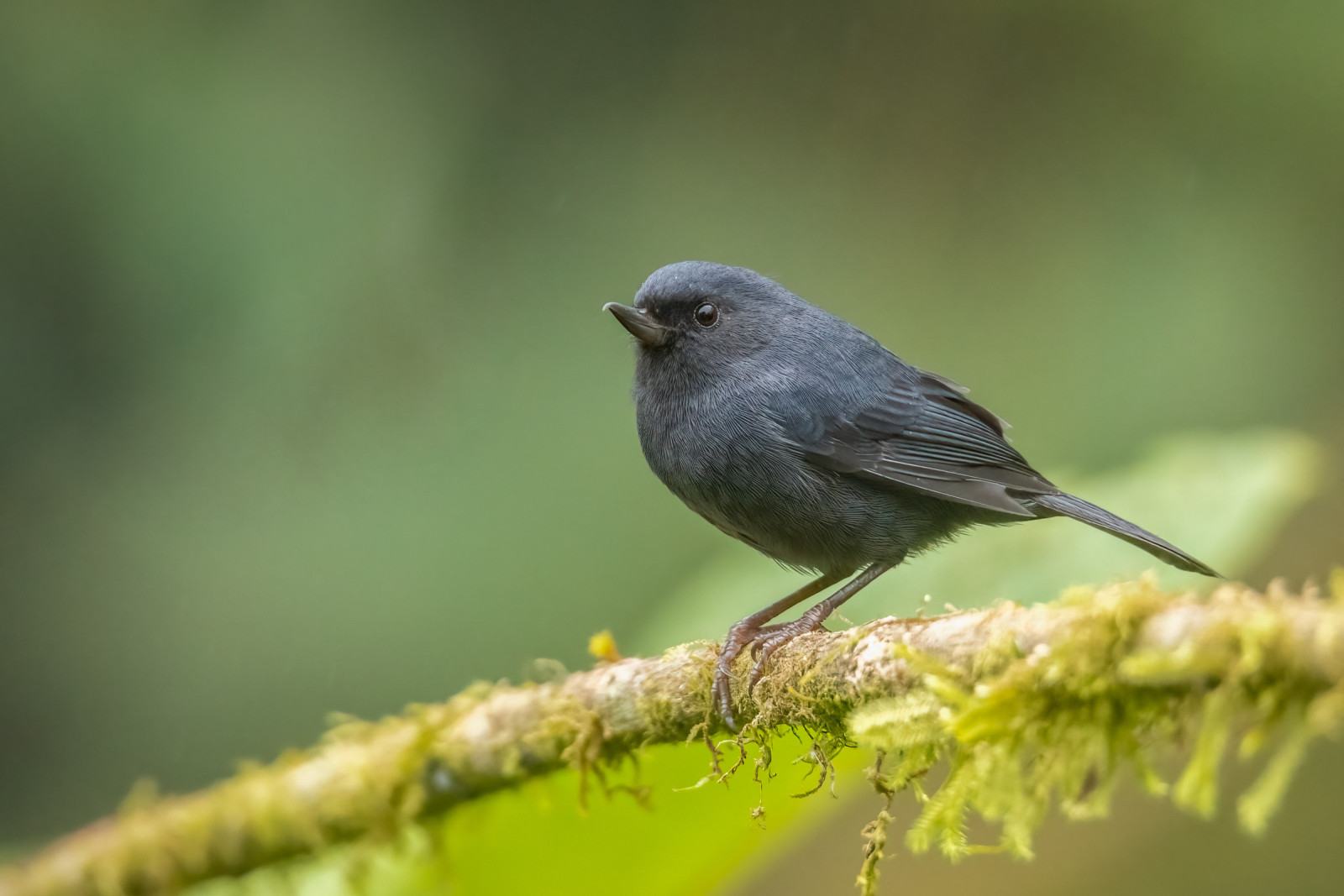 image White-sided Flowerpiercer